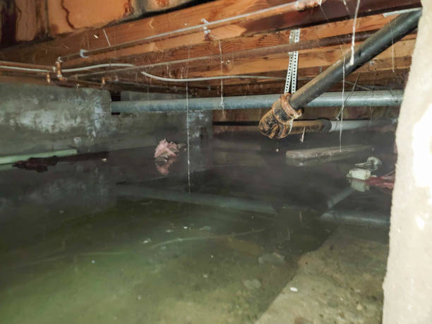 Best Flood damage cleanup  in Woodbine, IA