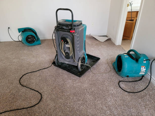 Best Mold removal after water damage  in Woodbine, IA